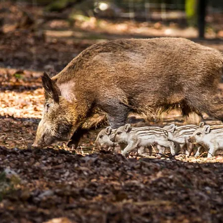 Veluwse Poort Jaktstuga Dieren