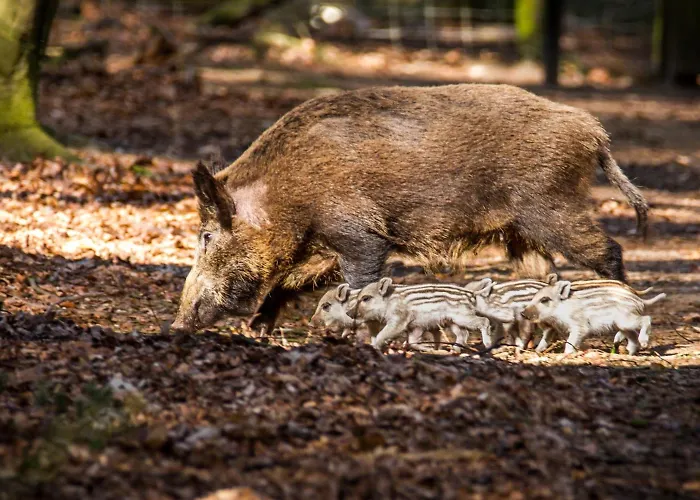 Veluwse Poort Hytte Dieren
