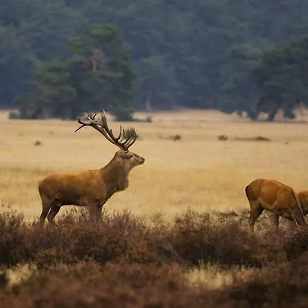 Veluwse Poort * Dieren