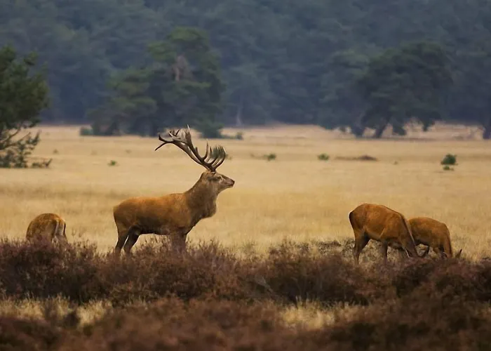 Veluwse Poort * Dieren